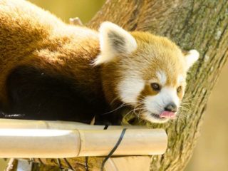 Red Panda