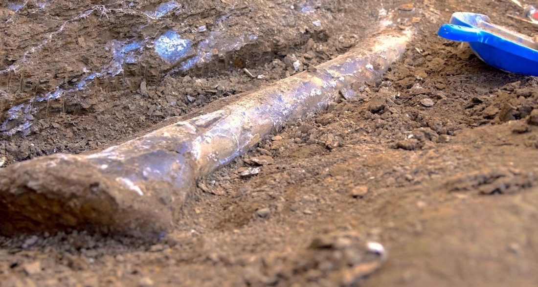 10,000 Dinosaurs in One Meter of Mud Is Genesis History?