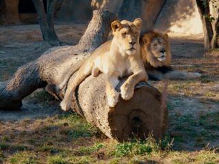 2 lions at the Memphis Zoo