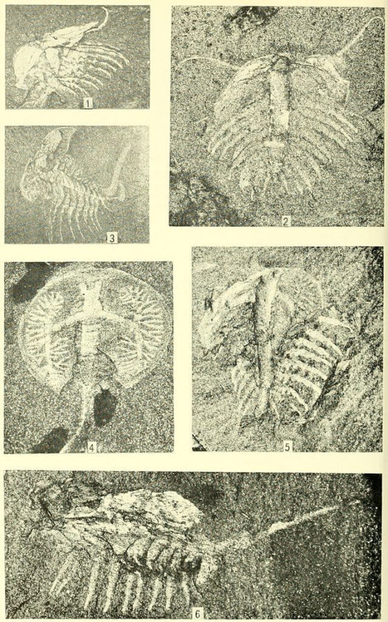 Fossil Graveyards Everywhere Is Genesis History?